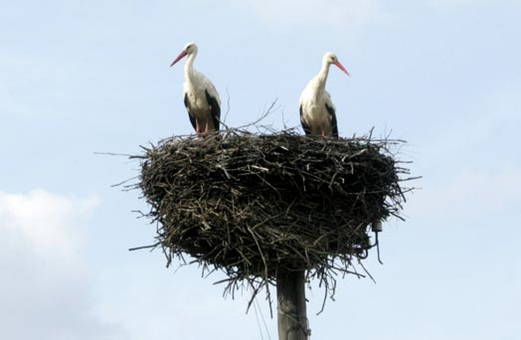 Pilnā sparā rit putnu rudens migrācija