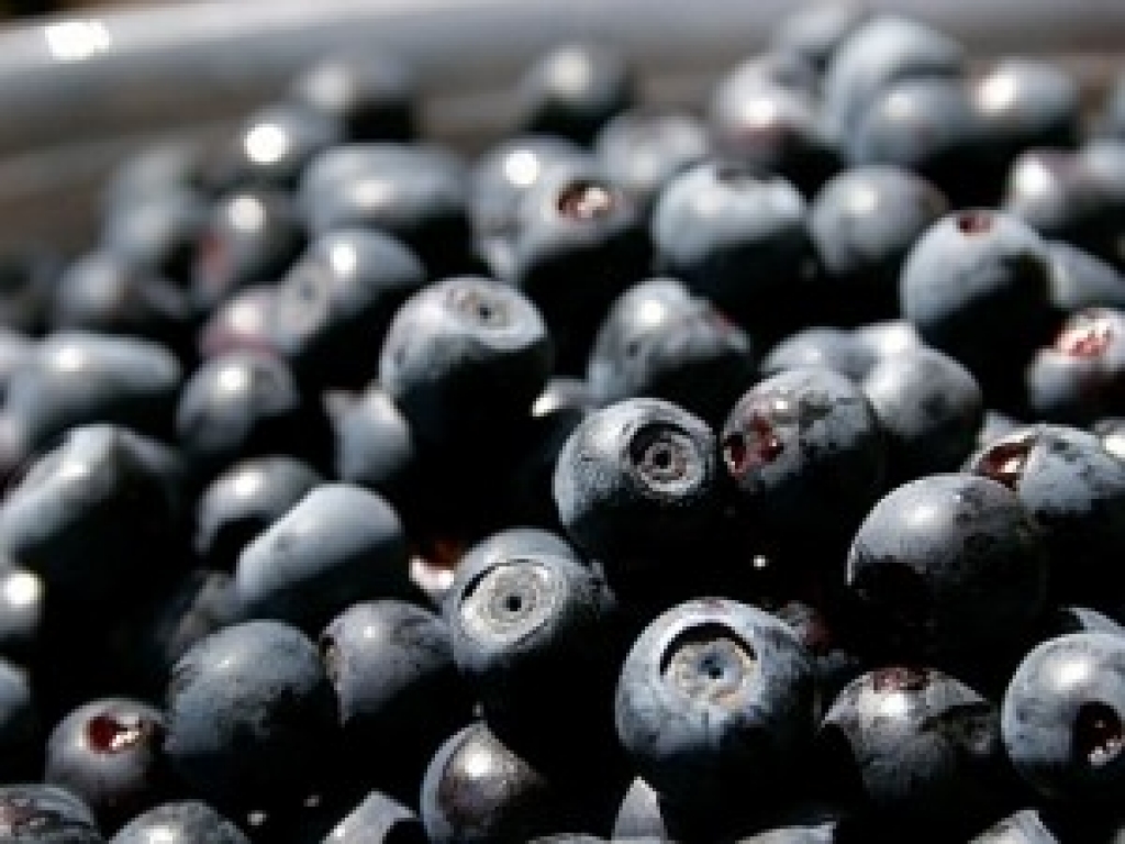 Celtnieki pārkvalificējušies uz ogu un sēņu lasīšanu