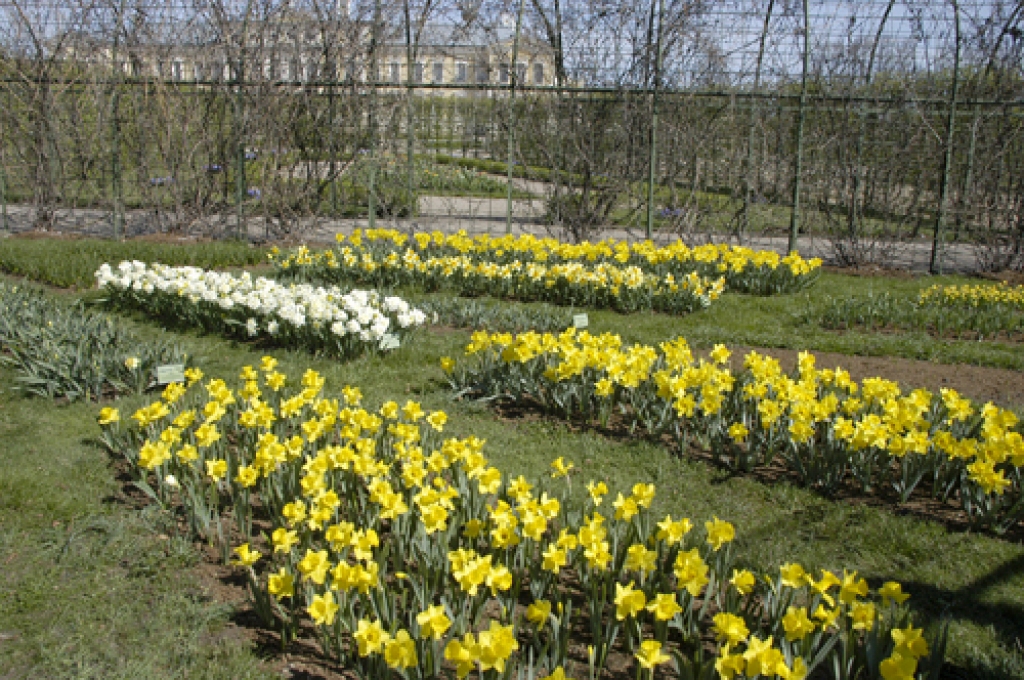 Rundālē krāšņi zied hiacintes, narcises un tulpes