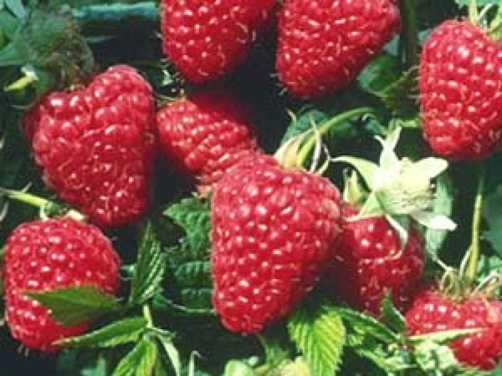 Ienākas agrīno šķirņu avenes