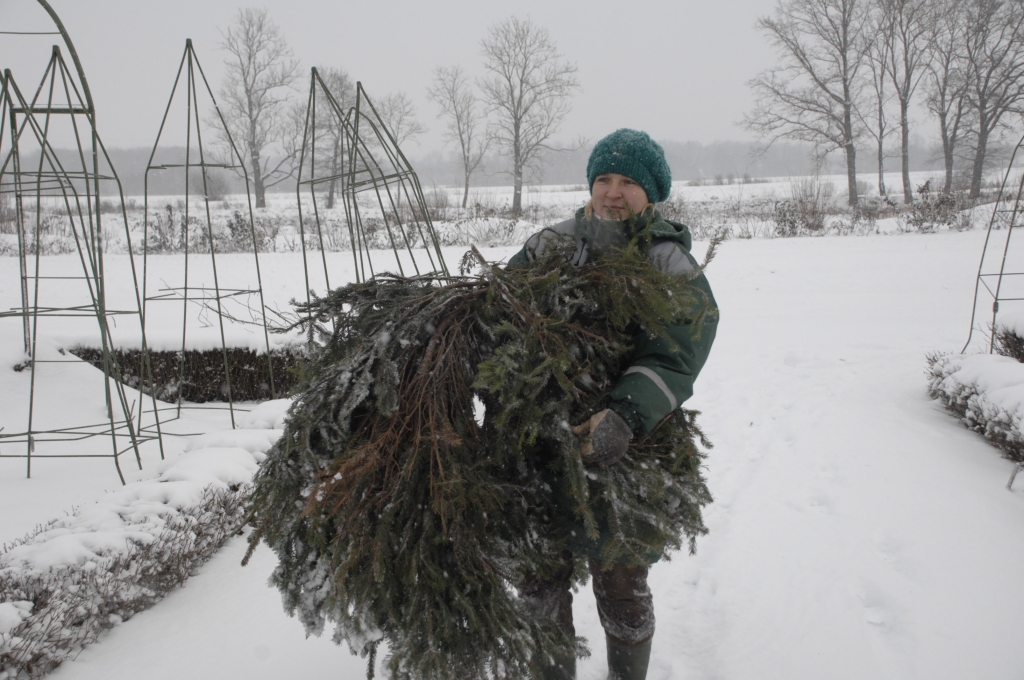 Rundāles rozes devušās ziemas guļā