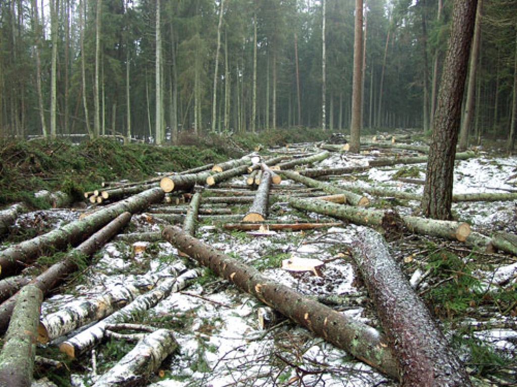 Latvijas meži kļūs aizvien plikāki