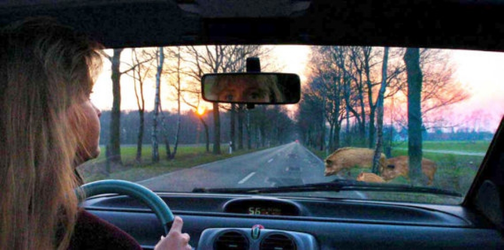 Govs, vārna, žurkas un laulātie draugi bojā automašīnas