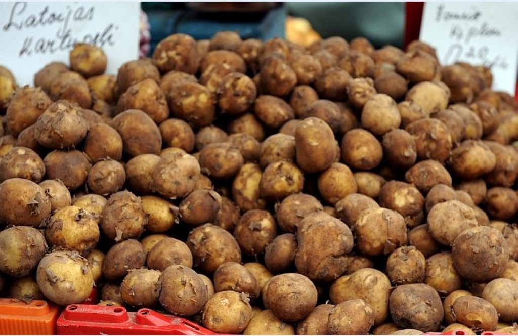 Agro kartupeļu raža laba