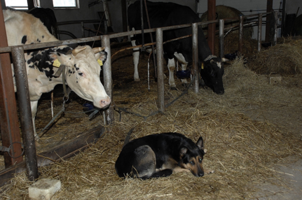 Piena iepirkuma cena pazeminās globālā tirgus pārprodukcijas ietekmē