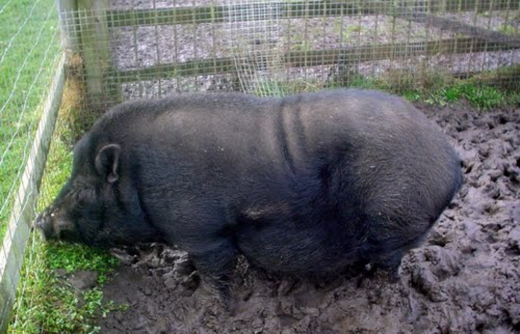 Minizoo «Dobuļi» gatavojas sezonas atklāšanai