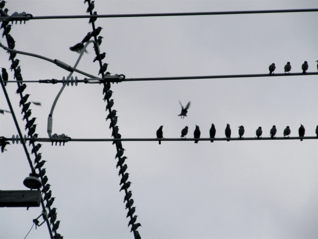 Vētras dēļ visvairāk bez elektrības paliek Bauskas apkaimē