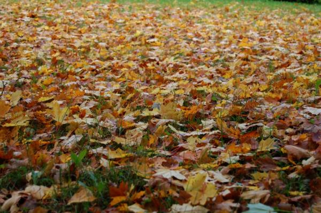Latviju piemeklējis netipiski silts rudens