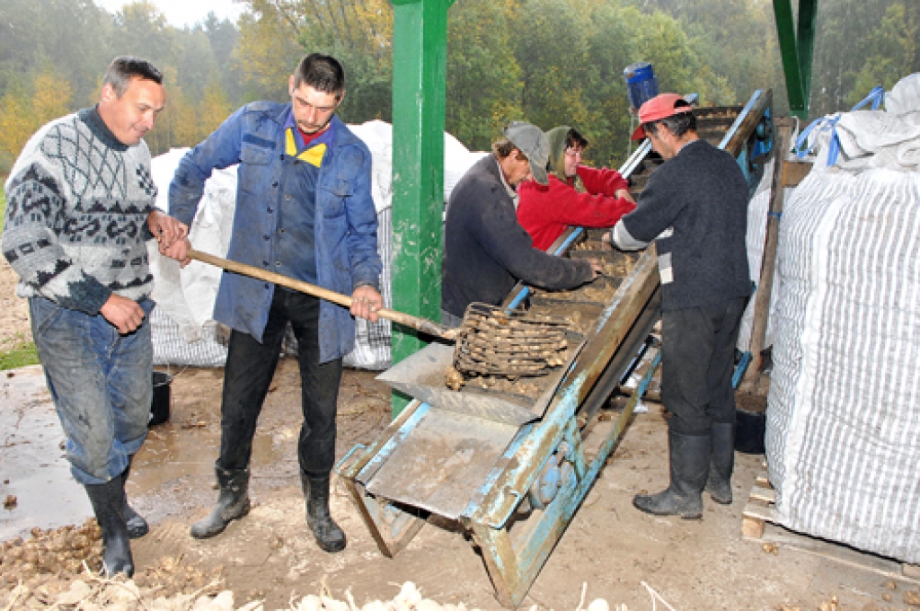 Topinambūru laukos šogad rekordraža