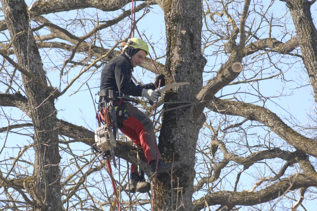 Arboristi apkopj kokus Iecavā