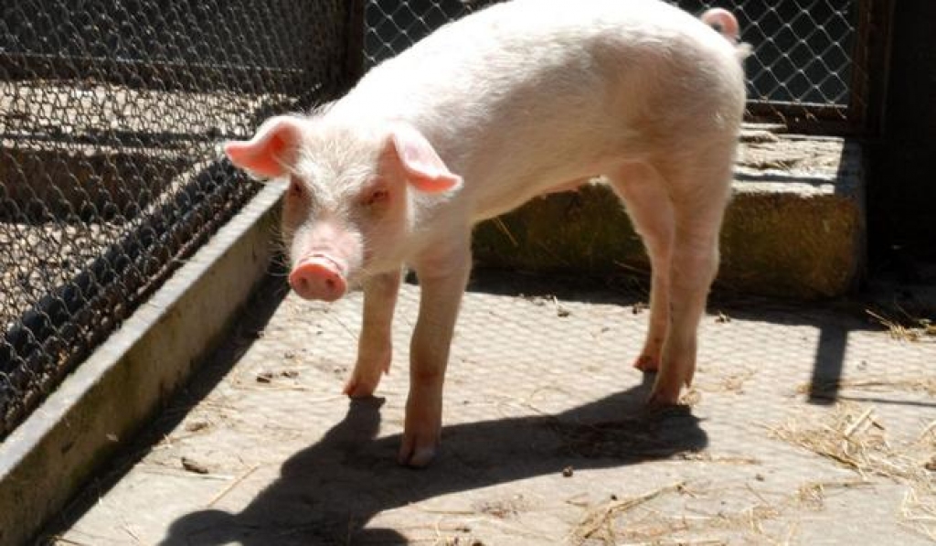 Pērn iereibušo vīru Līgo dienā apžēlotajai cūciņai piedzimuši mazuļi