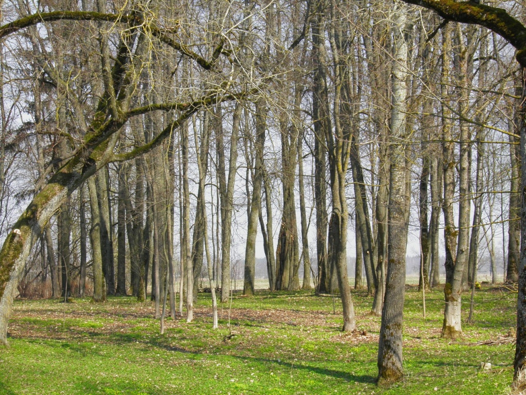 Metāla tīkotāji izrakņā Kurmenes parku