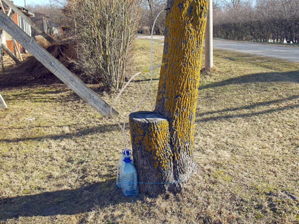 Sāk vākt kļavu sulu