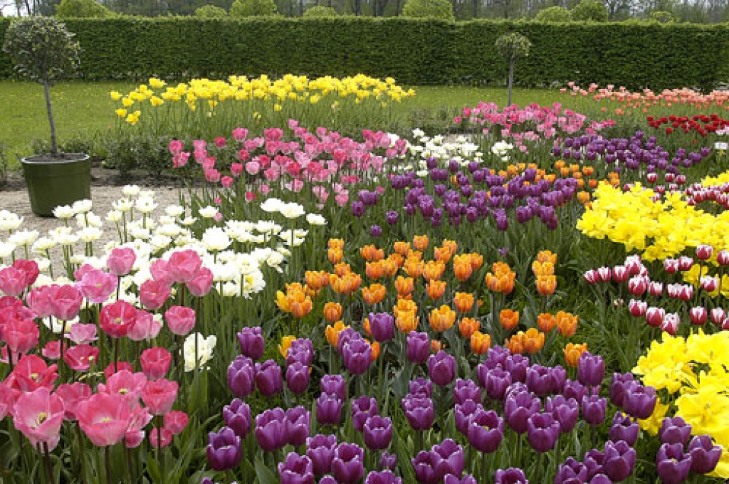 Tulpes uzziedēs arī pilī