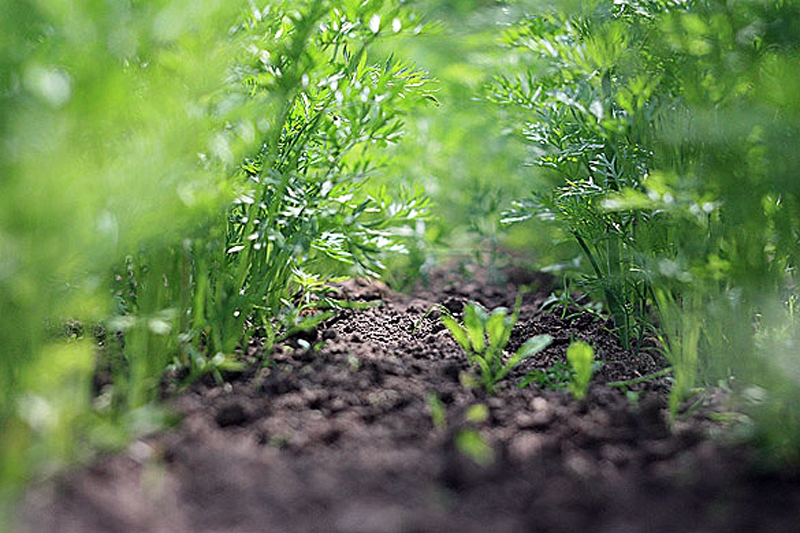 Lietus atspirdzina panīkušos dārzeņus