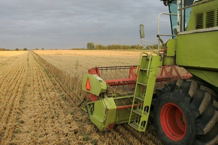 Raža šogad par 23% mazāka; graudu iepirkuma cenu samazinājums - 24%