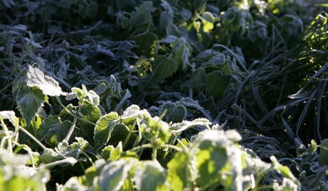 Vakar un šonakt fiksētas pirmās rudens salnas