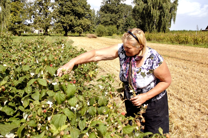 Sākusies rudens aveņu ražas novākšana