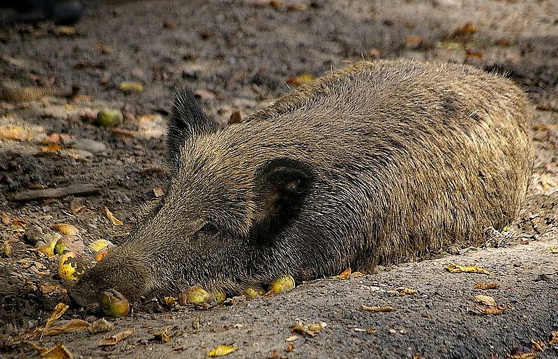 Noraida cūku žoga ieceri