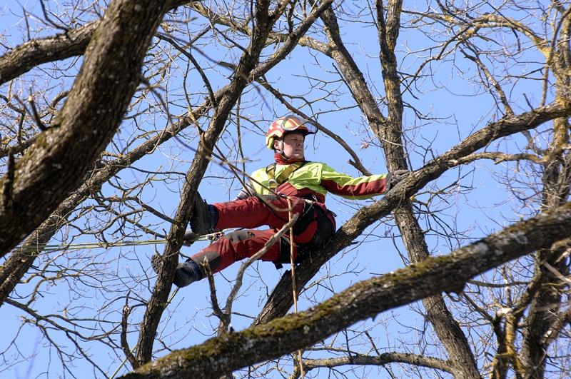 Arboristi sakopj kokus Iecavā