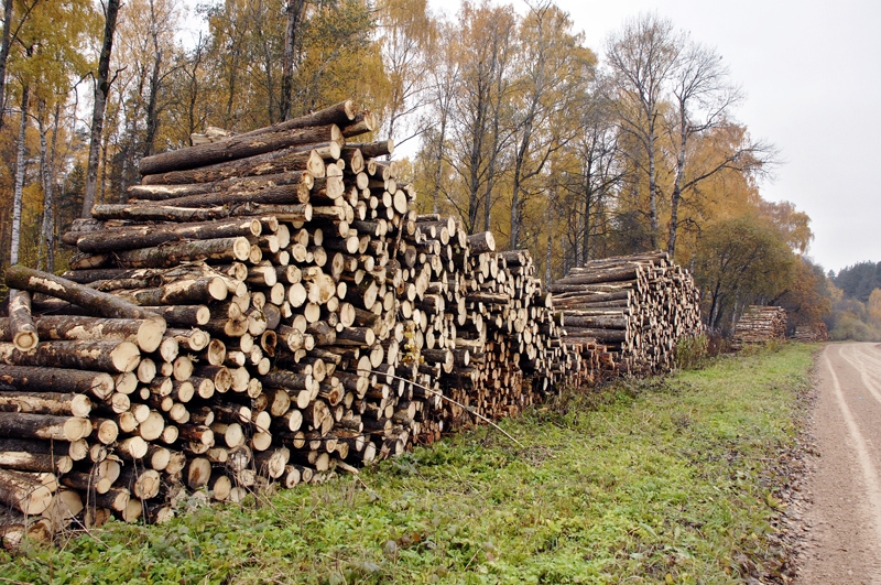 Ceļi slēgti, un kokmateriāli plaisā