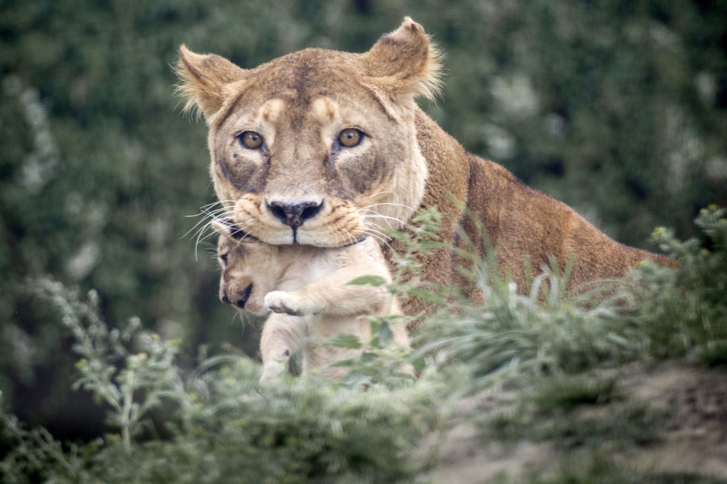 Skandalozais Dānijas zoodārzs nogalina arī divus lauvēnus un to vecākus