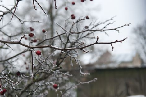 Zemgalē svētdienas rītā mīnus 10 grādi bija Bauskā un Dobelē