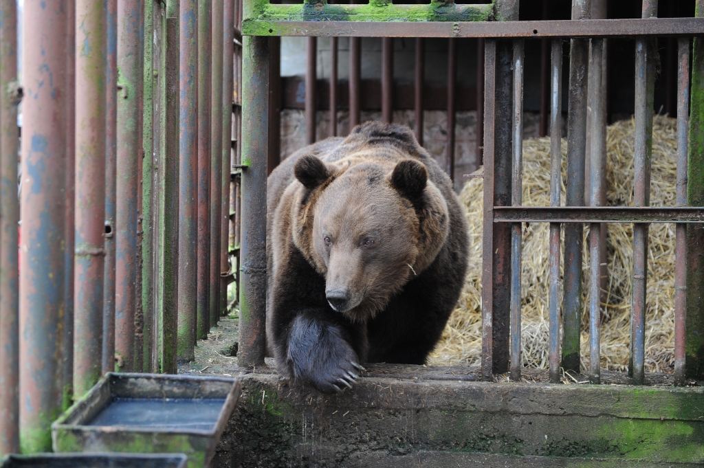 Zoodārzā nogādātais lācis Bargais jaunajā dzīvoklī ievieš savu kārtību
