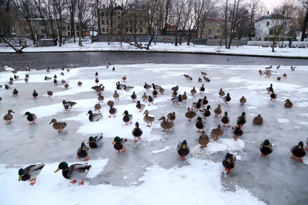 Meteorologi paredz ūdens līmeņa paaugstināšanos upēs