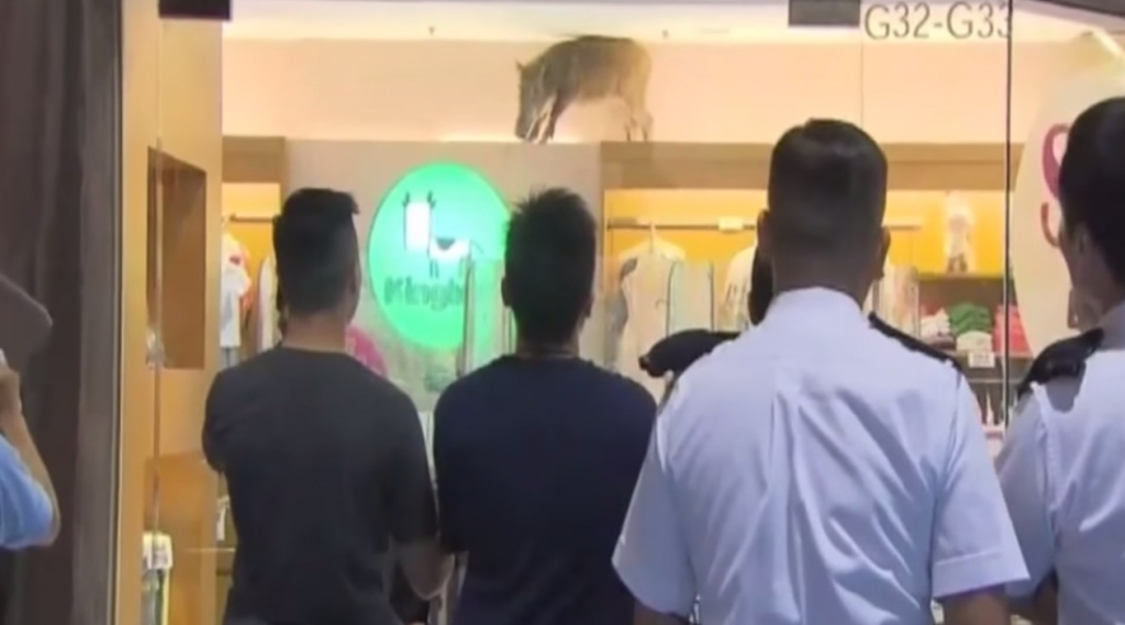 VIDEO: Honkongas lielveikalā caur griestiem izkrīt mežacūka