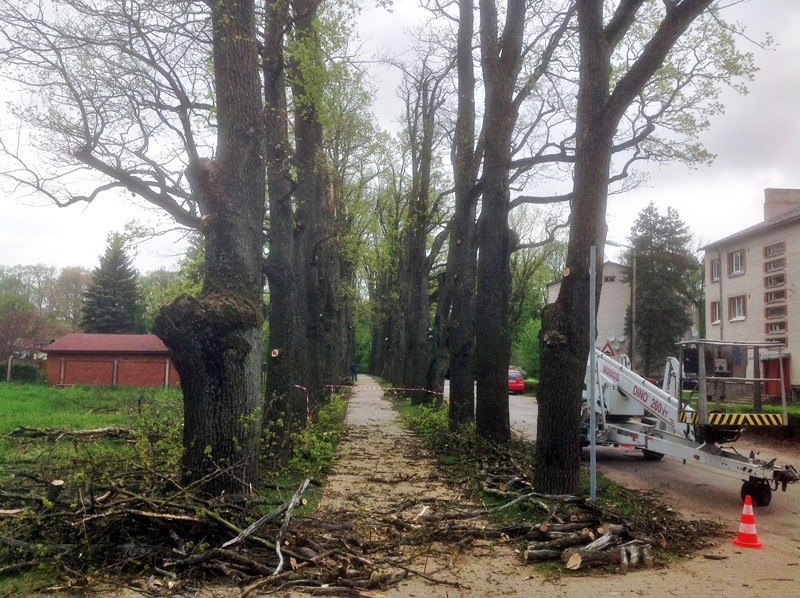 Arboristi sakopuši ozolus Iecavā