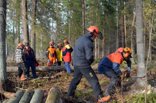 Vallē rīko semināru par krājas kopšanas cirti