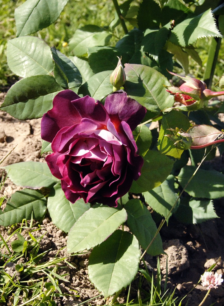 Rundāles rozēm – desmit gadu