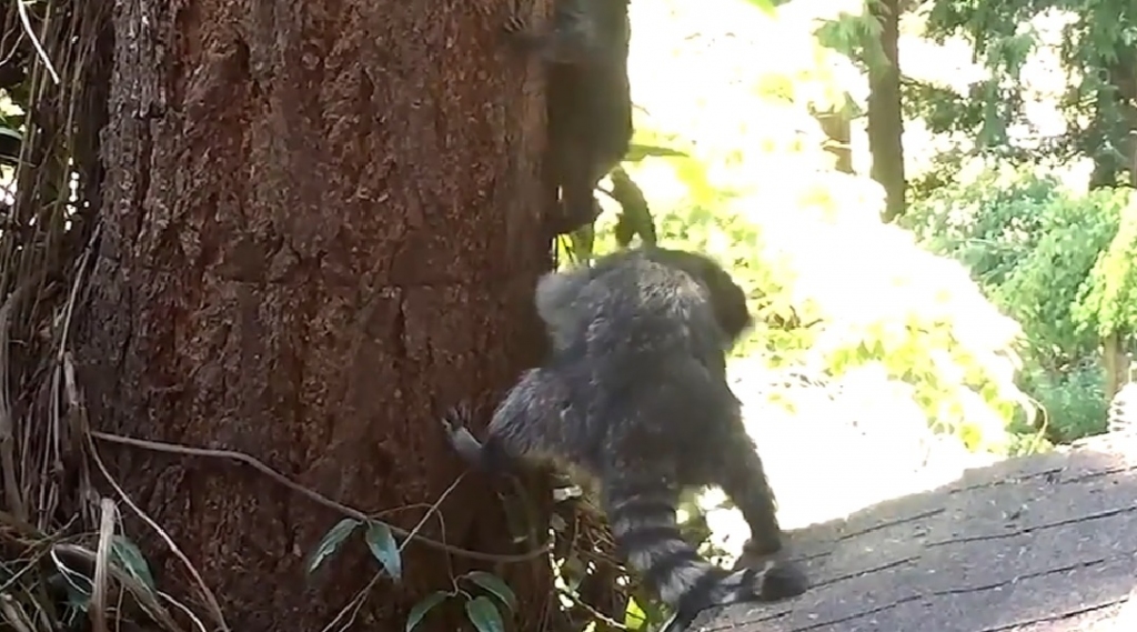 VIDEO: Jenota mamma māca bērnu kāpt kokā