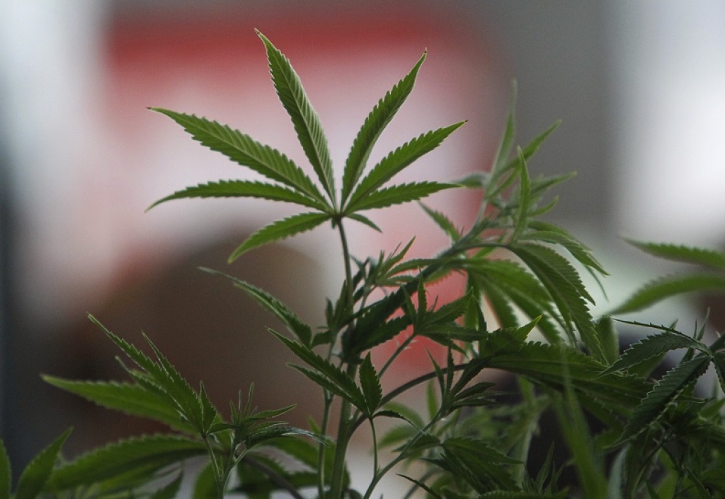 Saeimas komisija noraida iniciatīvu par marihuānas dekriminalizāciju