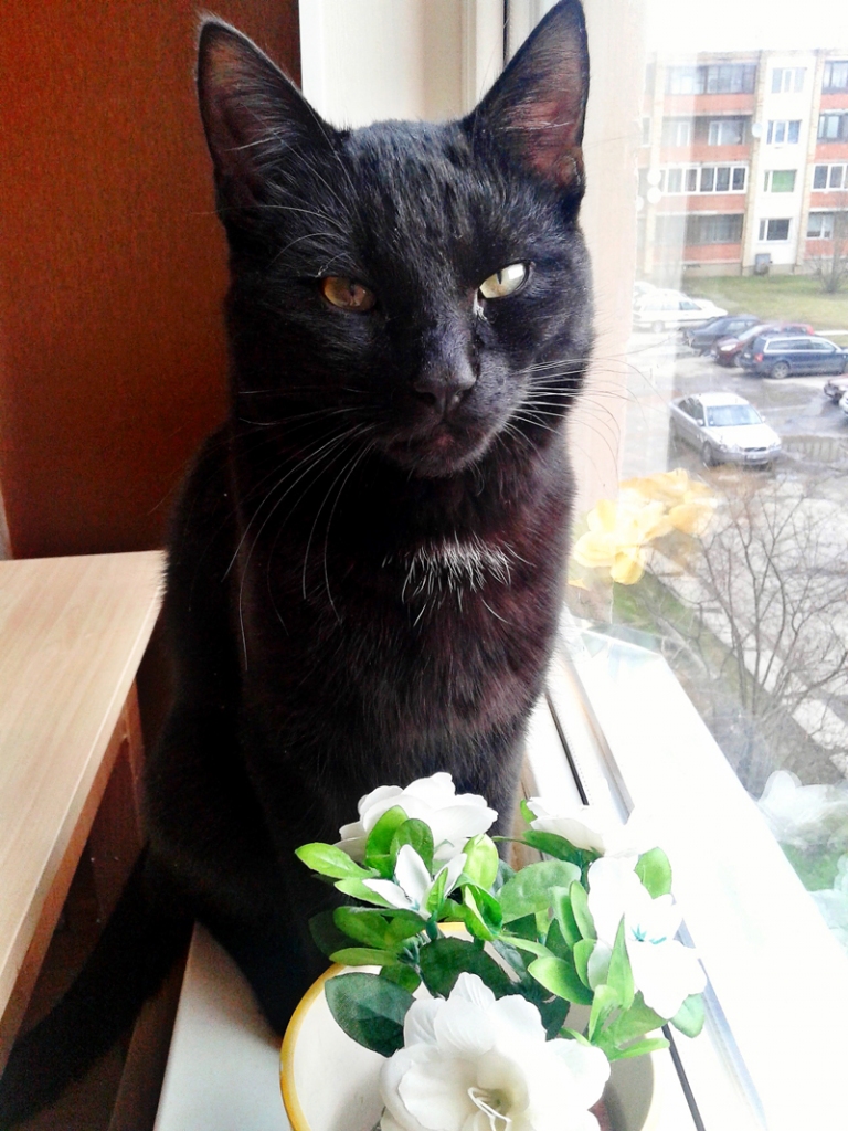 Patīk zagt švammītes