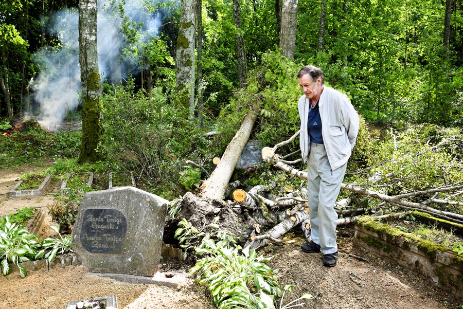 Koki nogāzti, labība – veldrē