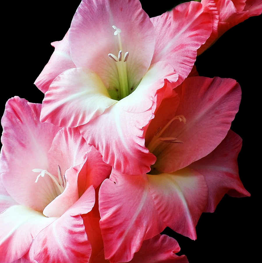 Rundāles pilī izstāda gladiolas