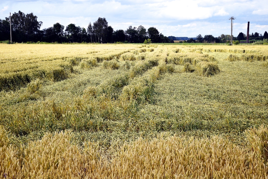 Graudiem – lopbarības kvalitāte