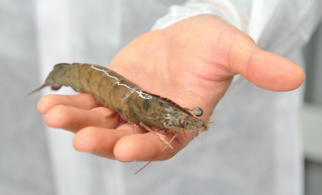 FishBode plāno ieguldīt vairāk nekā divus miljonus eiro ražotnē garneļu audzēšanai