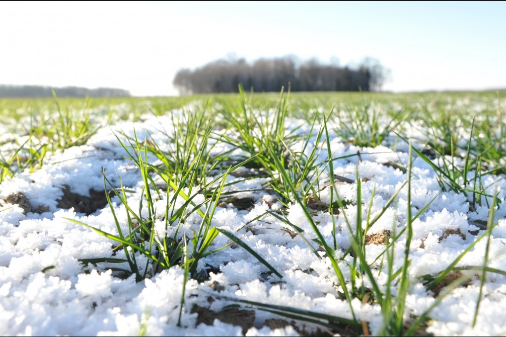 Agronomi: Agrais sniegs un sals sējumiem un augļudārziem kaitējumu pagaidām nav nodarījis