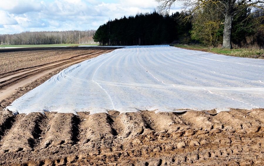 Agrie kartupeļi sildās zem agroplēves