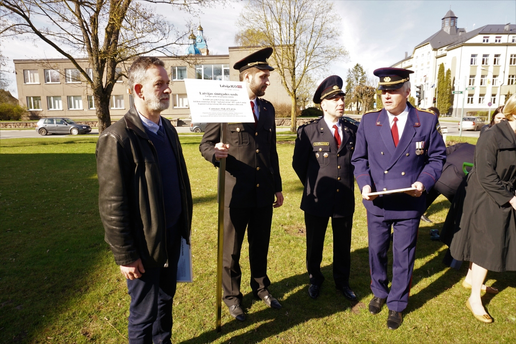 FOTO: Bauskā iestāda simtgades ozolu