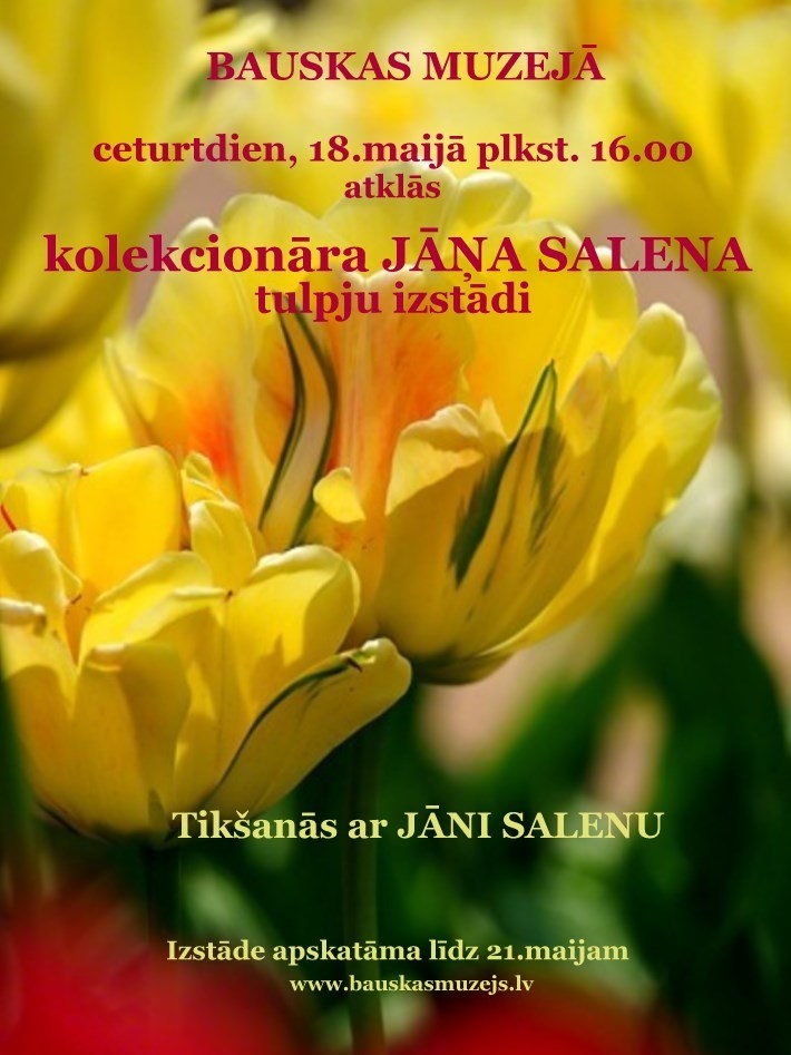 Kolekcionāra Jāņa Salena tulpju izstāde Bauskā