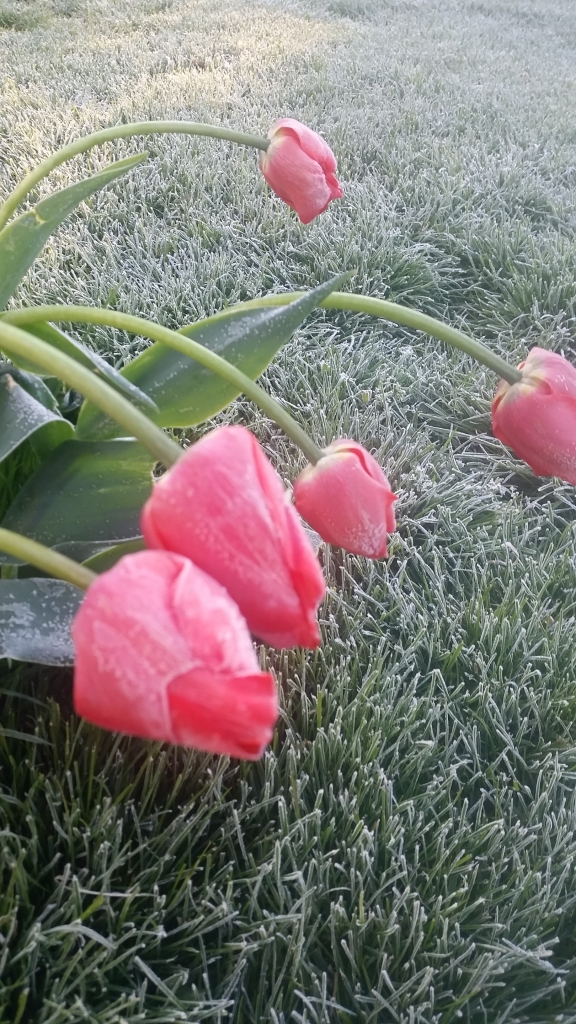 Bauskā pārspēts 11. maija temperatūras rekords