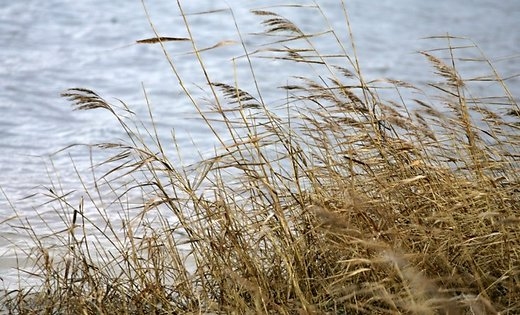 Sākoties peldsezonai, ūdens temperatūra nepārsniedz +15 grādu