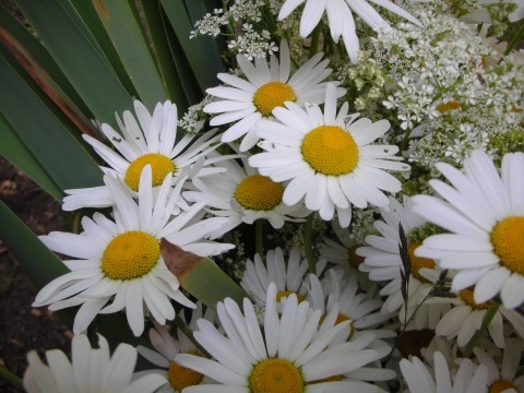 Ielīgošana Pilsrundālē