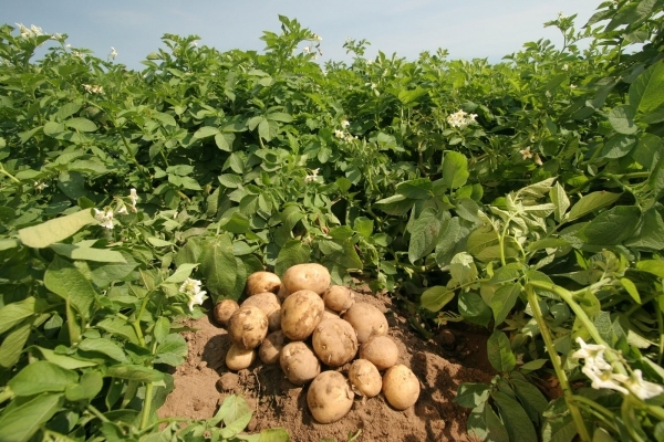 Dārzeņiem ražas apjoms cerīgs