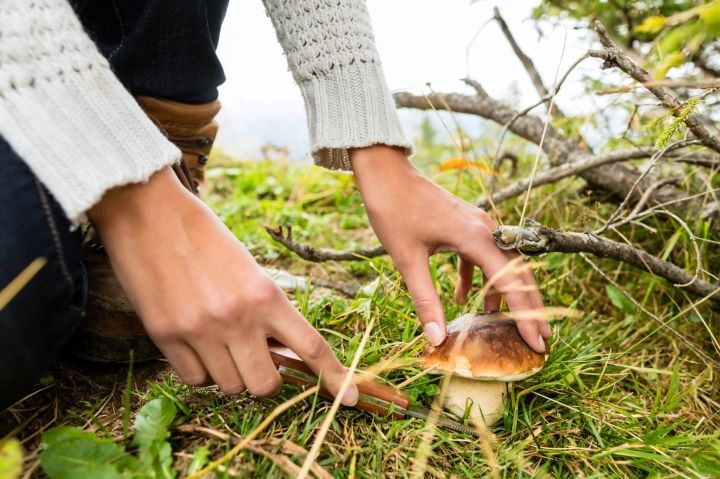 Vecumnieku mežā apmaldās sēņotāja