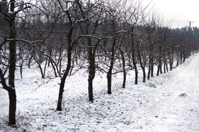 Šonedēļ gaidāmais sals augļu kokiem un ogulājiem būtiski nevar kaitēt